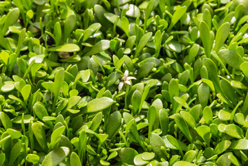 closeup of selliera plant leaves and flowers