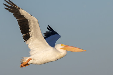 Fototapeta na wymiar American white pelican (Pelecanus erythrorhynchos) flying, Galveston, Texas, USA.