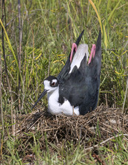 black-necked stilt (Himantopus mexicanus) incubating eggs in the nest, Galveston, Texas, USA.