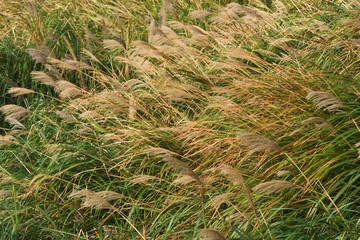 Chinese silvergrass  in autumn at Yangmingshan National Park, Taipei, Taiwan 
