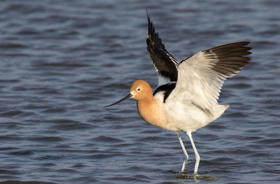 American avocet (Recurvirostra americana) landing in tidal marsh, Galveston, Texas, USA.