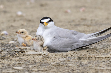 The Least Tern (Sternula antillarum) on the nest with newborn chicks, Galveston, Texas, USA.
