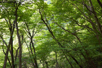 金剛山の新緑