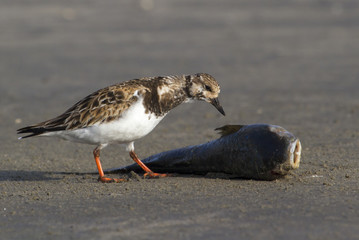 Ruddy turnstone (Arenaria interpres) scavenging on a dead fish, Galveston, Texas, USA