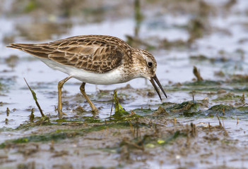 The least sandpiper (Calidris minutilla) feeding on the ocean coast, Galveston, Texas, USA