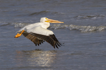 American white pelican (Pelecanus erythrorhynchos) taking off the ocean coast at early morning, Galveston, Texas, USA.