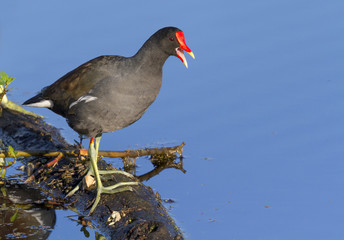 Common gallinule (Gallinula galeata) in a swamp against the quiet water reflecting bright blue sky, Brazos Bend state park, Needville, Texas, USA