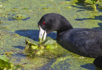 American coot (Fulica americana) eating duckweed in a swamp, Brazos Bend state park, Needville, Texas, USA