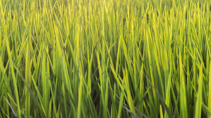 Obraz premium Close up leaves of rice plant.