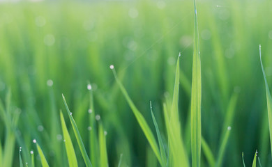 Dew on green leaves of rice plant. bokeh and blur of rice plant background.