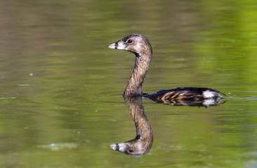 Pied grebe (Podilymbus podiceps) in a forest swamp, Brazos Bend State Park, Needville, Texas, USA