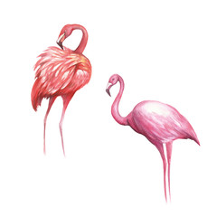 Pink flamingo isolated. Hand draw watercolor illustration