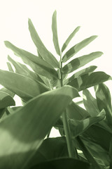 Green leaf pattern of herb ( Alpinia galanga ),soft pastel color toned.