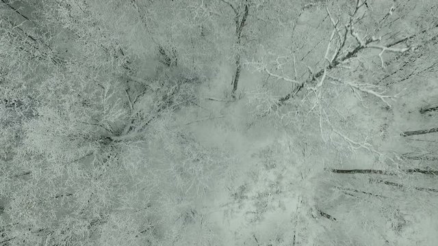 Winter forest aerial view