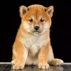 shiba inu puppy