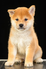 shiba inu puppy