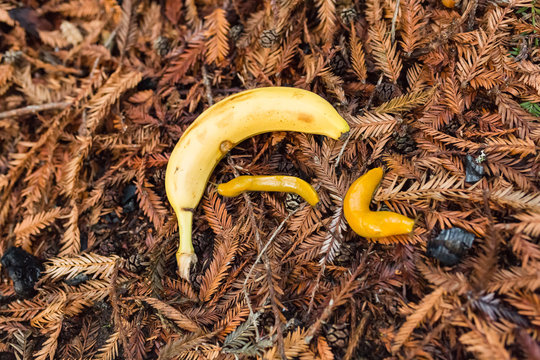 Banana slug crawls on the ground near an actual banana fruit
