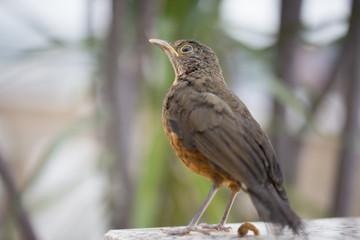 rufous-bellied thrush