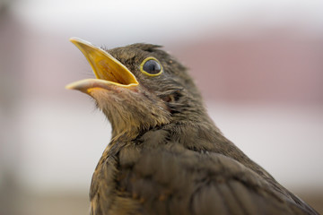 rufous-bellied thrush