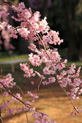 Cherry Blossoms in Kyoto, Japan