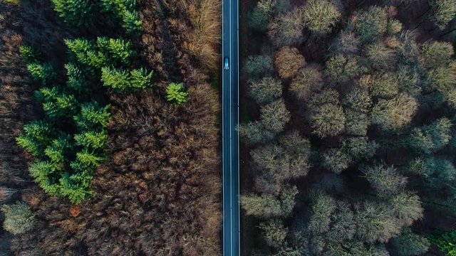 Road and traffic through autumnal forest - aerial view