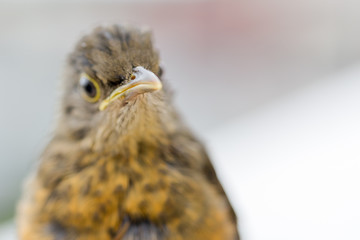 rufous-bellied thrush