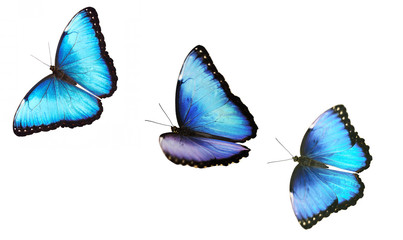 A collage of isolated flying bright opalescent blue morpho butterflies, Morpho helenor marinita. The butterflies are flying one by one on white background. For a postcard, greeting card or wallpaper