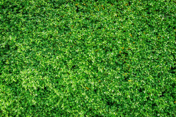 Green leaves wall background