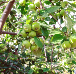 Apples on a branch.