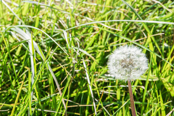 white fluffy dandelion flower on the green grass