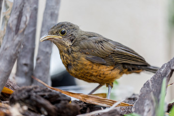 rufous-bellied thrush