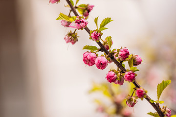 A branch of almond with buds that bloom