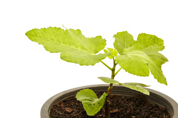 Fig Tree Panache with fruits in pot  on white
