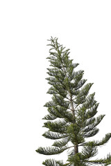 spruce tree isolated on white