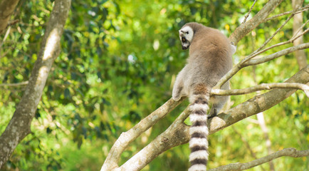 Lemur by itself in a tree during the day.