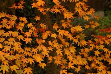 autumn in Takao, Tokyo, Japan
