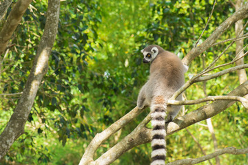 Lemur by itself in a tree during the day.