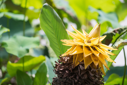 Musella lasiocarpa yellow flower from a chinese dwarf banana tree also called golden lotus with green leaves in the background, Chengdu, China