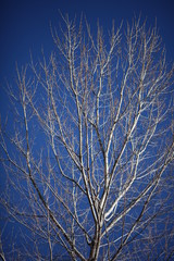 Autumn in Hakone, Japan