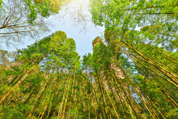 Tree crowns in Zhangjiajie Forest Park.