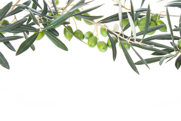 Olive branch with green olives isolated on white background. Olive branches hanging down from above. Green olives with leaves. Copy space.