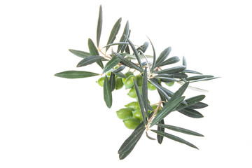 Olive branch with green olives isolated on white background. Green olives with leaves. Copy space.