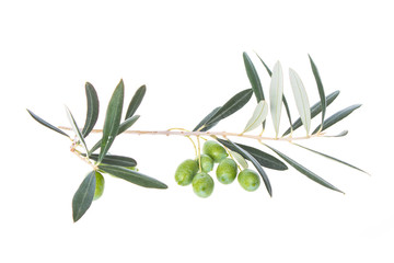 Olive branch with green olives isolated on white background. Green olives with leaves. Copy space.