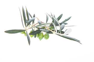 Obraz na płótnie Canvas Olive branch with green olives isolated on white background. Green olives with leaves. Copy space.