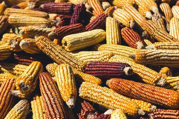 Fototapeta na wymiar Drying corn in the countryside In Asia