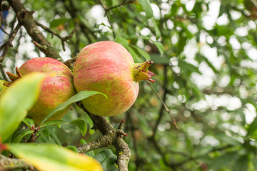 Pomegranate Fruit with green leaves growing in the garden. The Foliage on the Background.