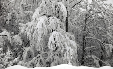 Winter Strom