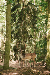 Obraz premium A beautiful wild deer with horns in the autumn forest among the trees.