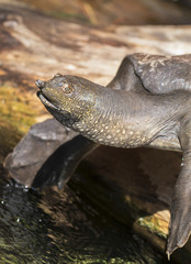 Nile Soft-Shell Turtle (Trionyx triunguis)