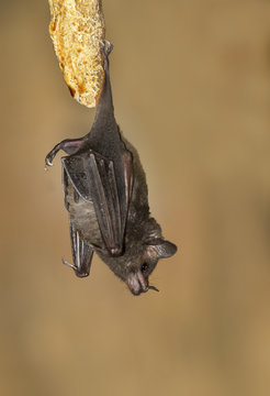 Seba's Short-tailed Bat (Carollia perspicillata)